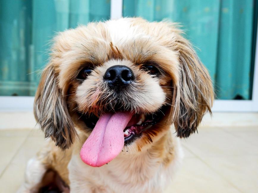 La differenza tra that e which | Kaplan International